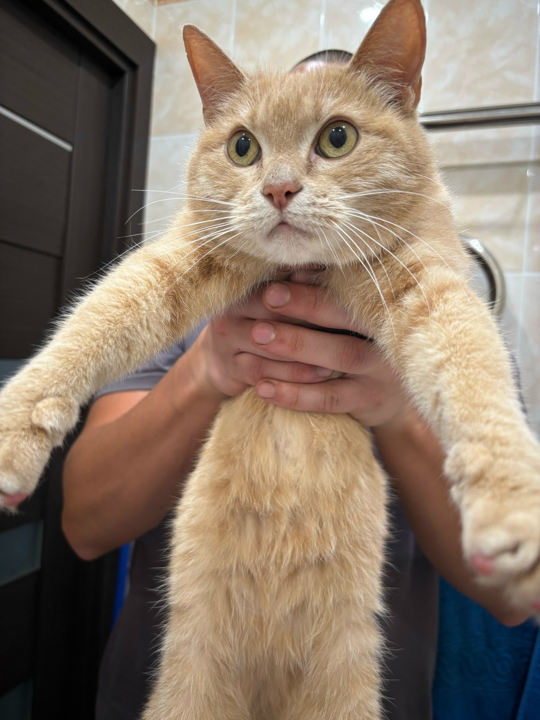 Пропала кошка в Архангельске — фото объявления