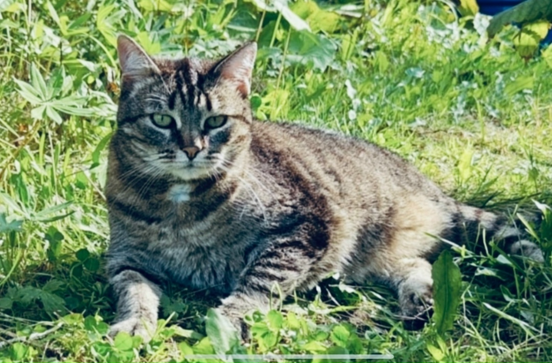 Найдена собака в Архангельске — фото объявления