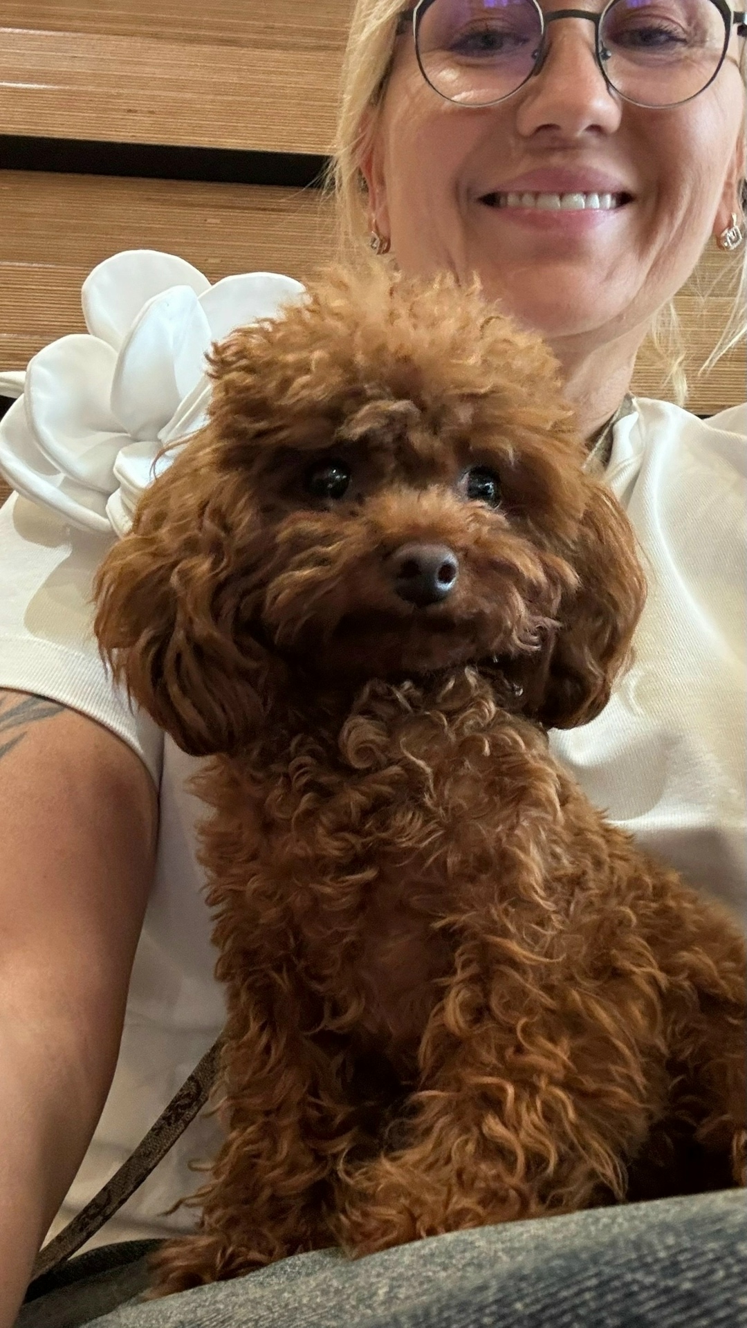 Найдена собака в Архангельске — фото объявления