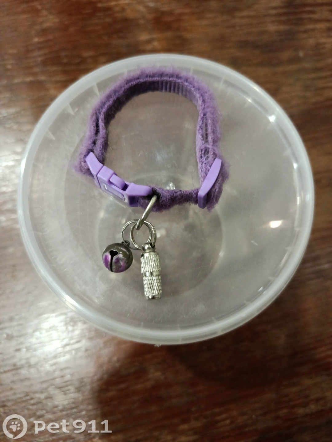 Пропала кошка в Йошкар-Оле — фото объявления