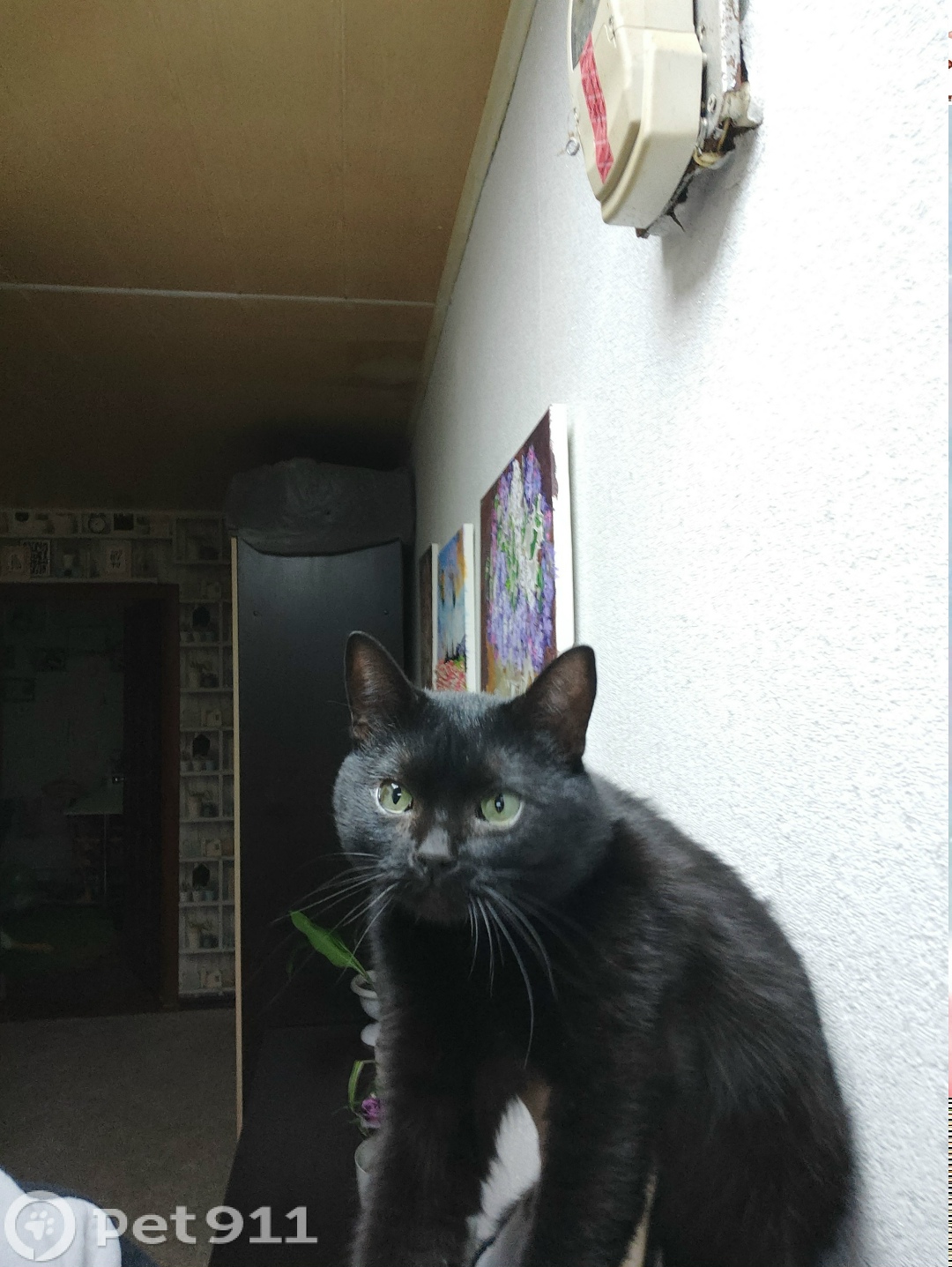 Найдена кошка в Йошкар-Оле — фото объявления