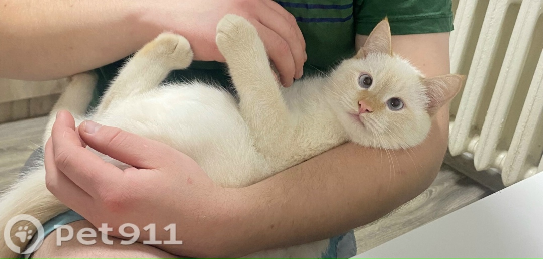 Пропала кошка в Йошкар-Оле — фото объявления