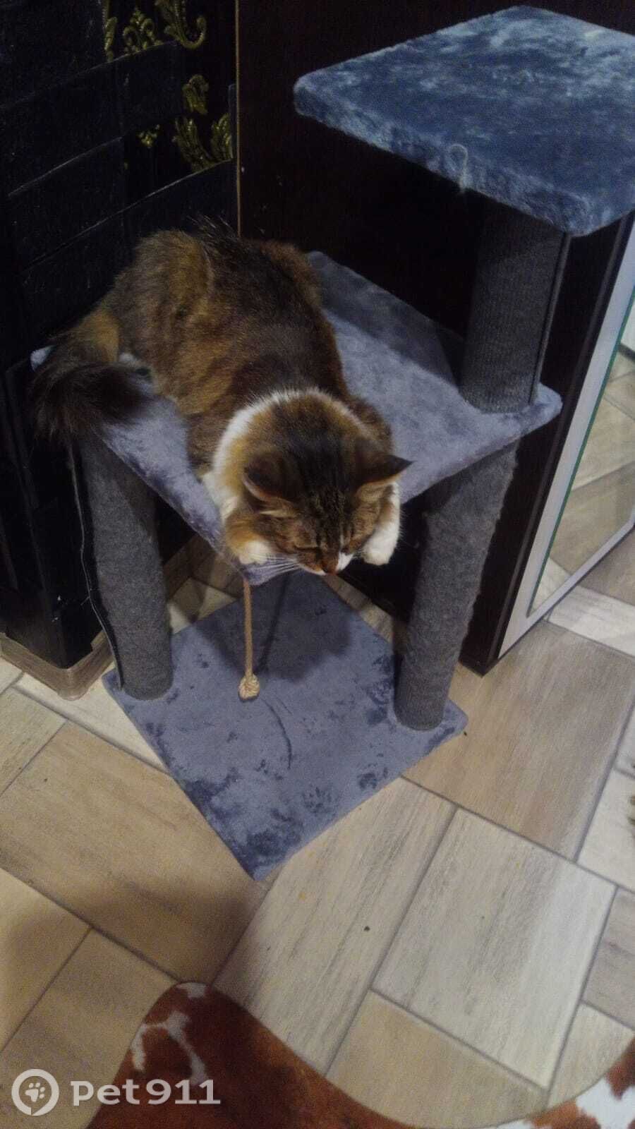 Пропала кошка в Йошкар-Оле — фото объявления