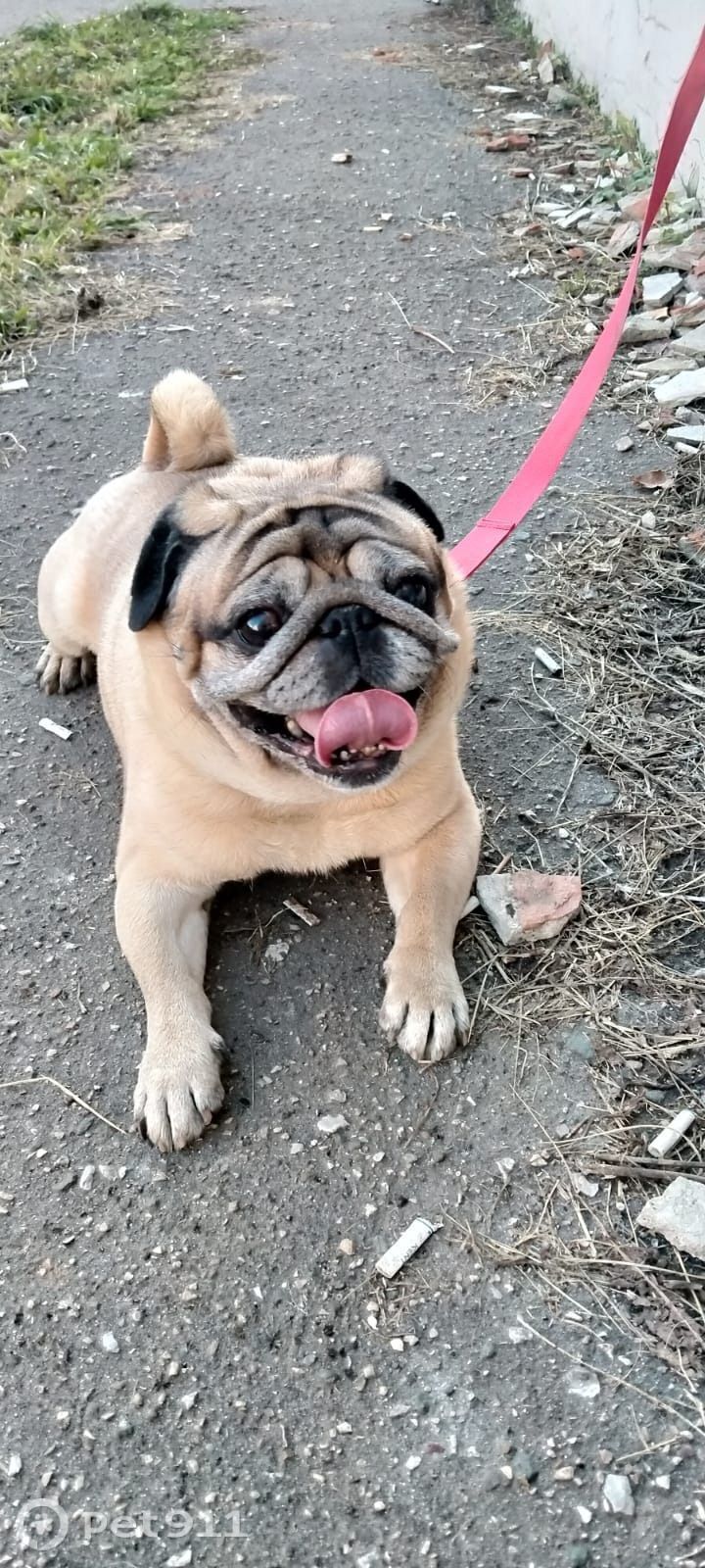 Найдена собака в Йошкар-Оле — фото объявления