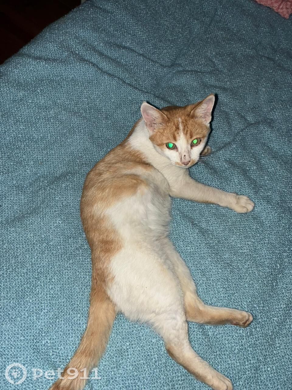 Пропала кошка в Йошкар-Оле — фото объявления