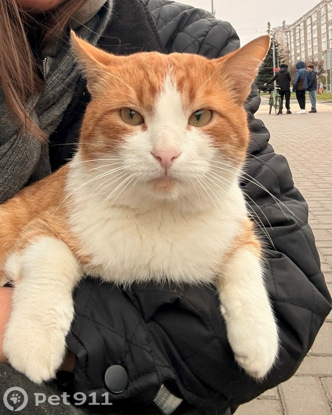 Найдена кошка в Йошкар-Оле — фото объявления