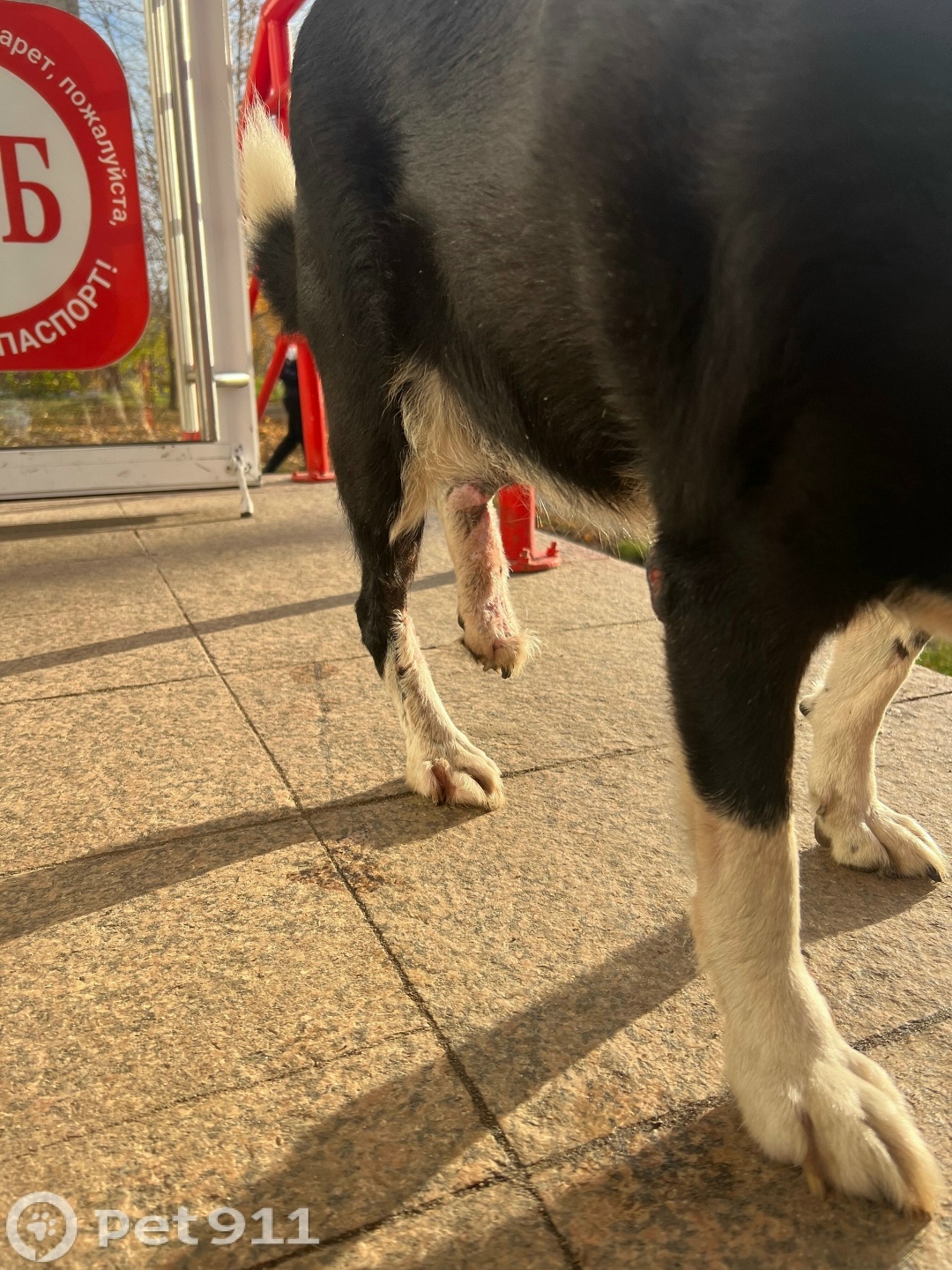 Найдена собака в Йошкар-Оле — фото объявления