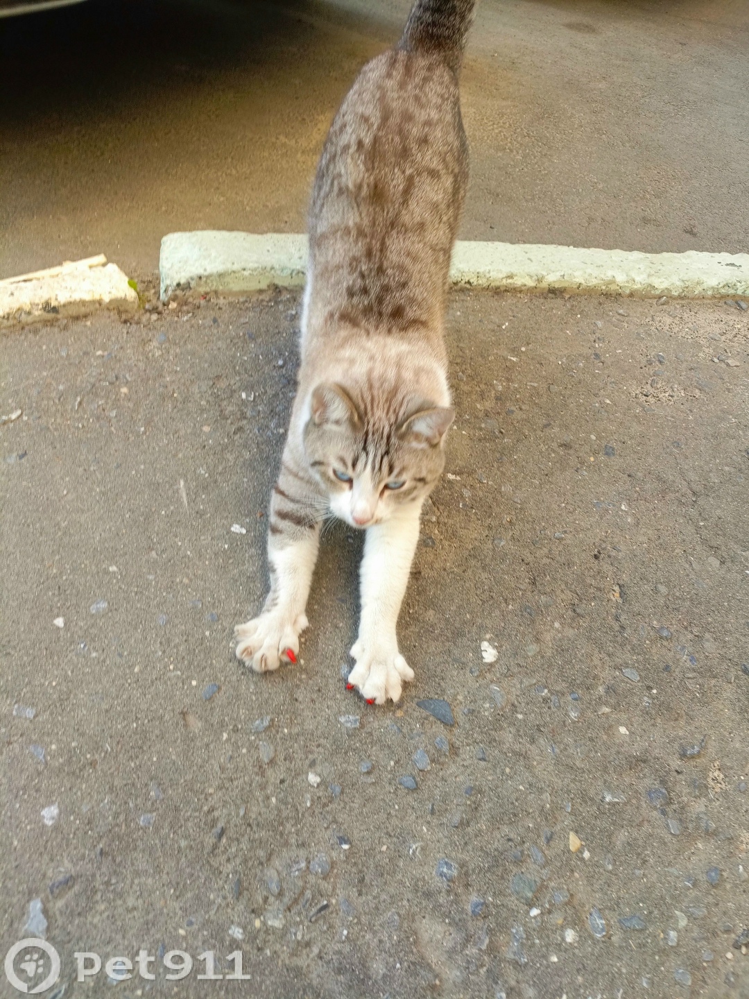 Найдена кошка в Йошкар-Оле — фото объявления