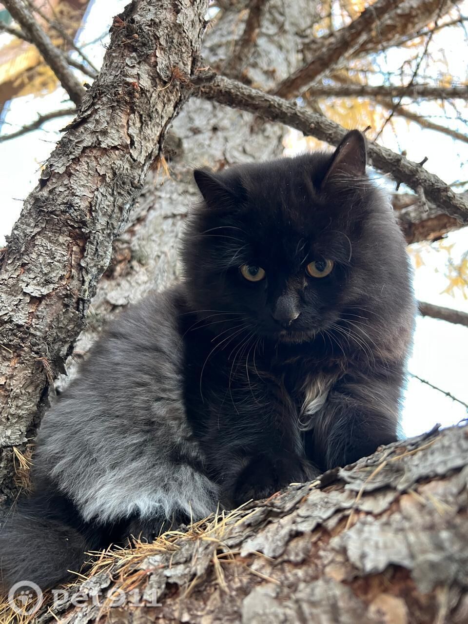 Пропала кошка в Йошкар-Оле — фото объявления