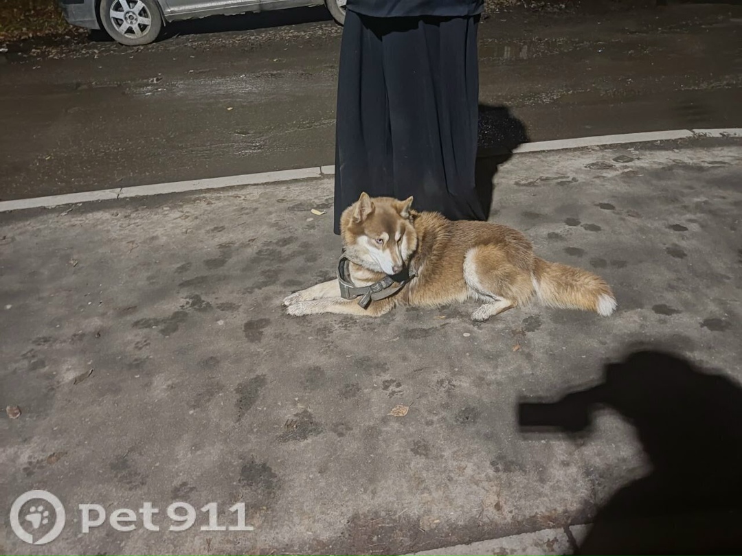 Найдена собака в Йошкар-Оле — фото объявления