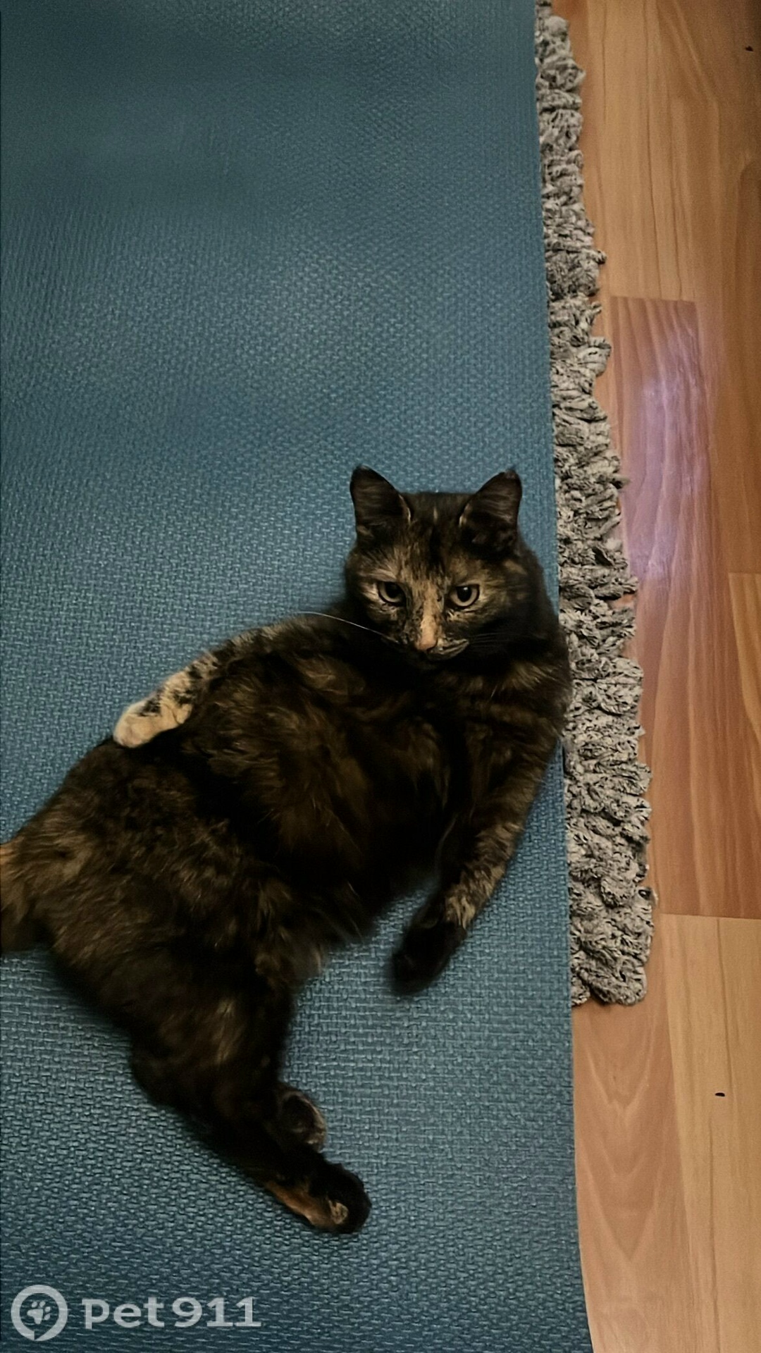 Пропала кошка в Йошкар-Оле — фото объявления