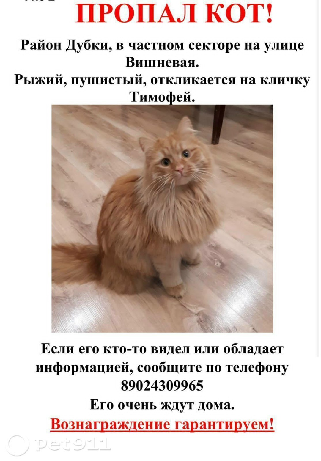 Пропала кошка в Йошкар-Оле — фото объявления