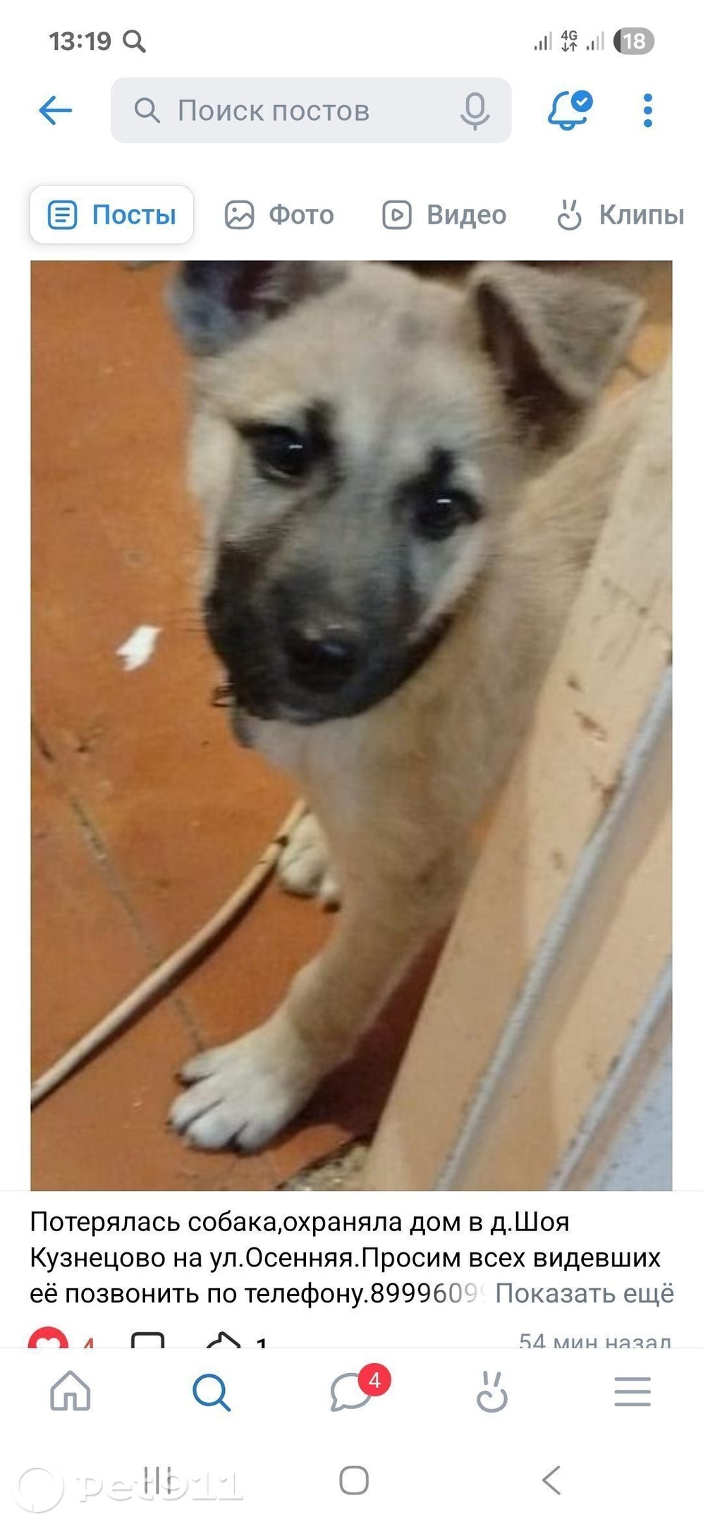 Пропала собака в Йошкар-Оле — фото объявления