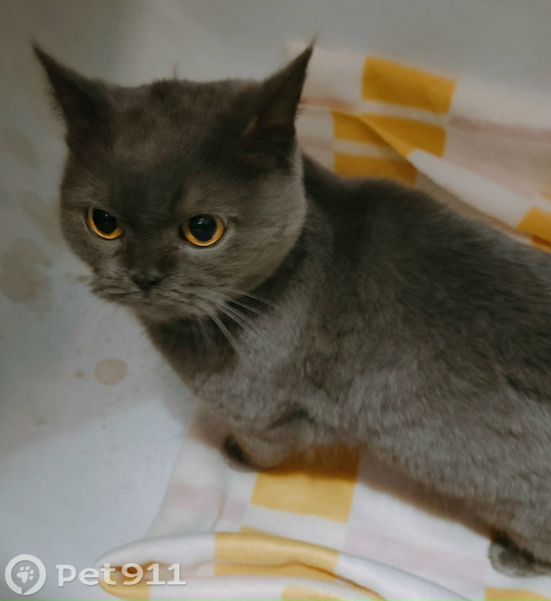 Найдена кошка в Йошкар-Оле — фото объявления