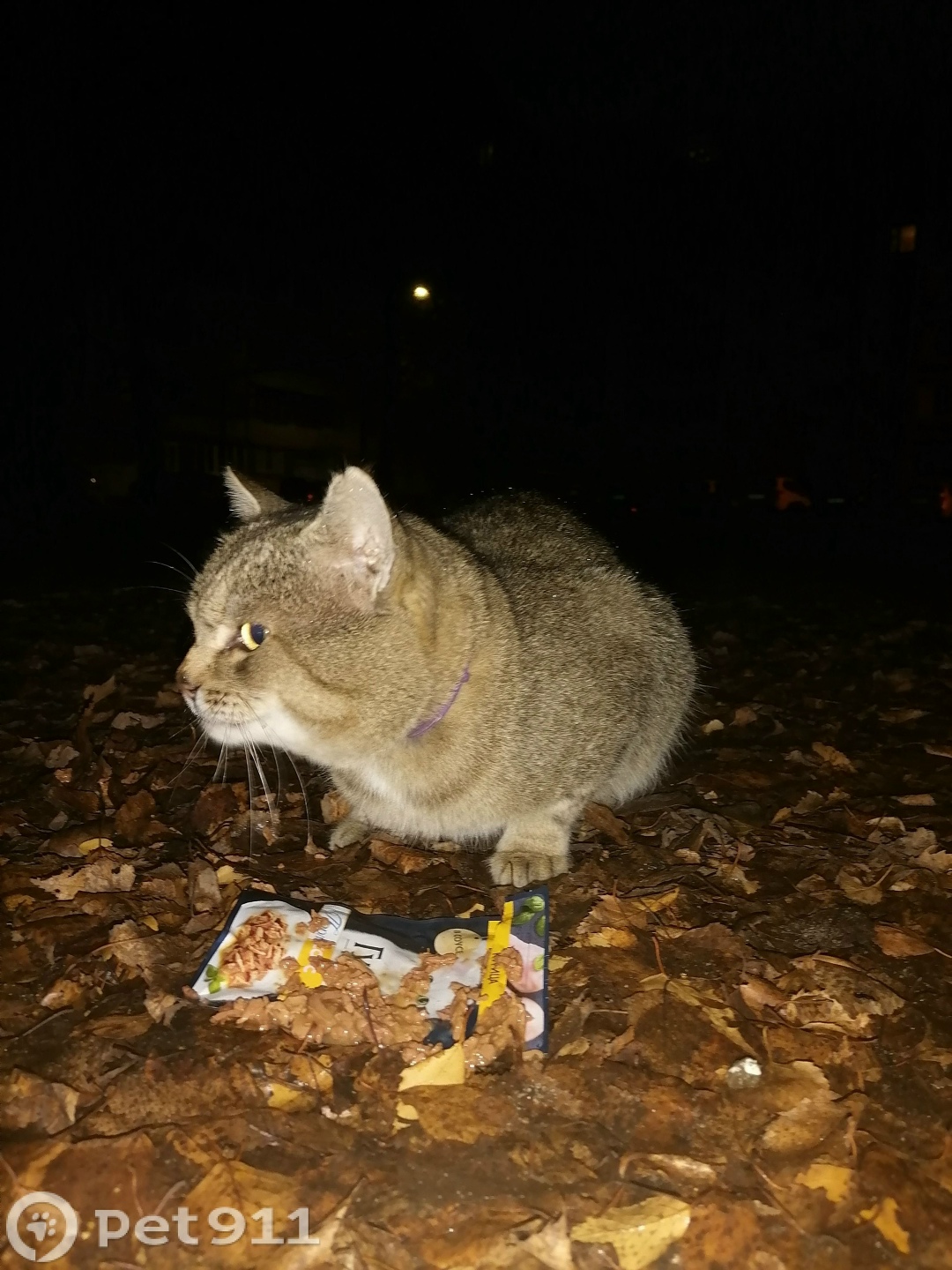 Найдена кошка в Йошкар-Оле — фото объявления