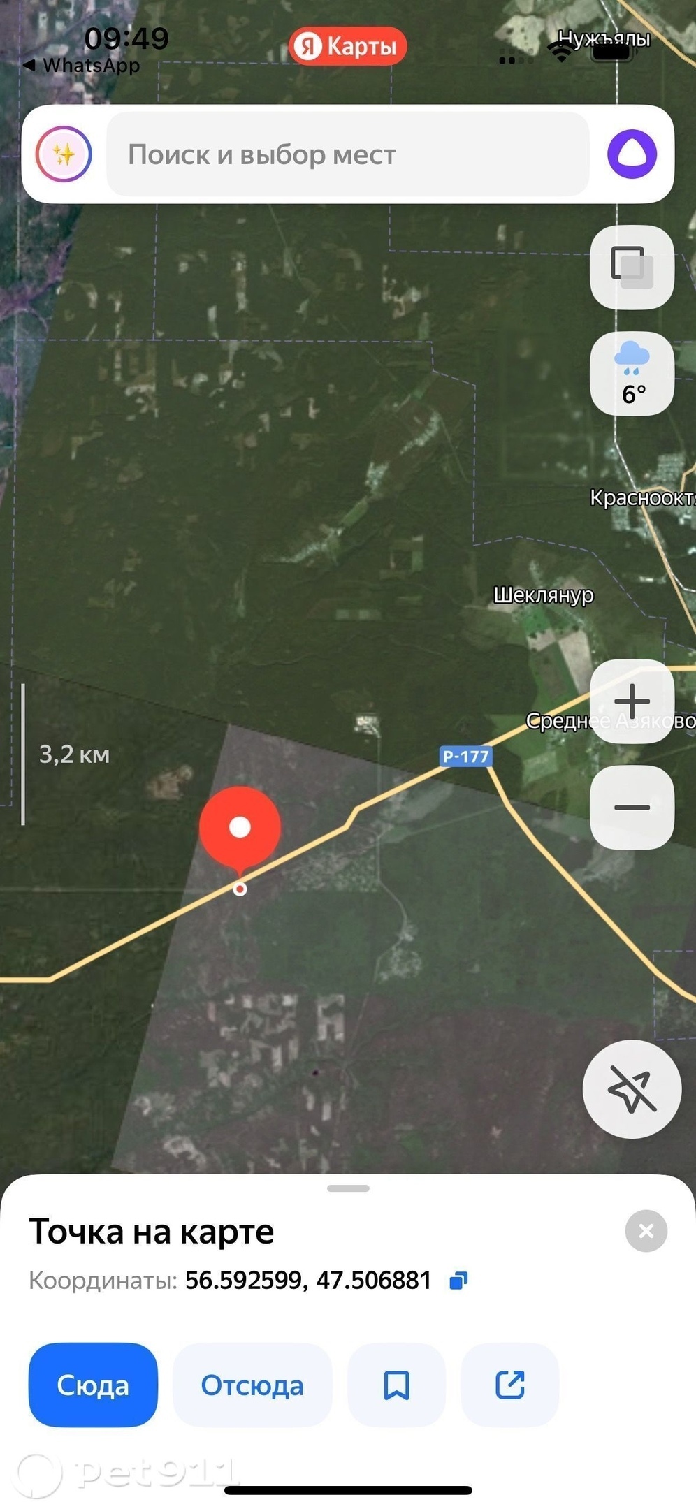 Найдена собака в Йошкар-Оле — фото объявления