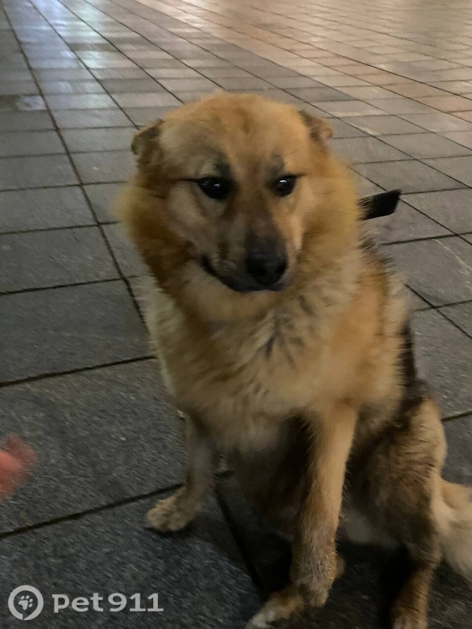 Найдена собака в Йошкар-Оле — фото объявления