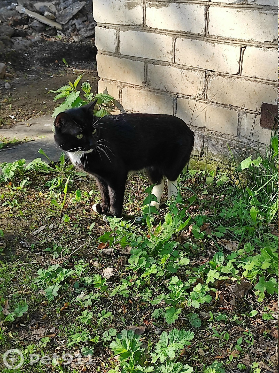 Пропала кошка в Йошкар-Оле — фото объявления