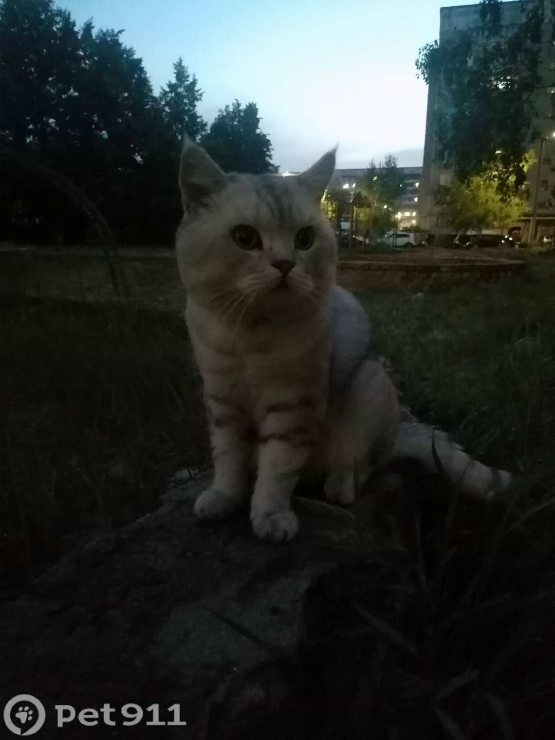 Найдена кошка в Йошкар-Оле — фото объявления