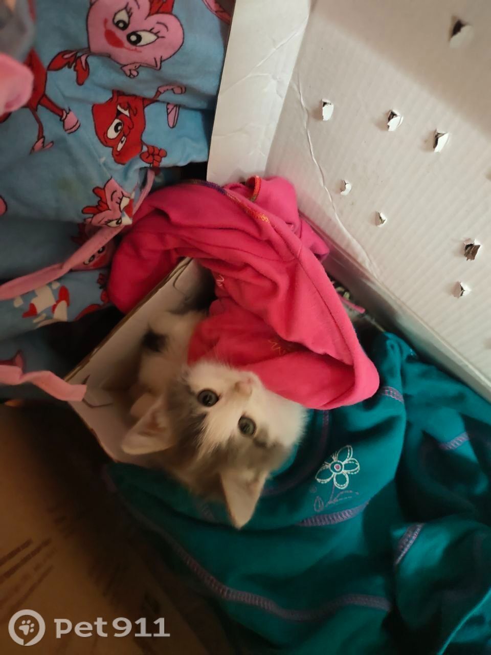 Найдена кошка в Йошкар-Оле — фото объявления