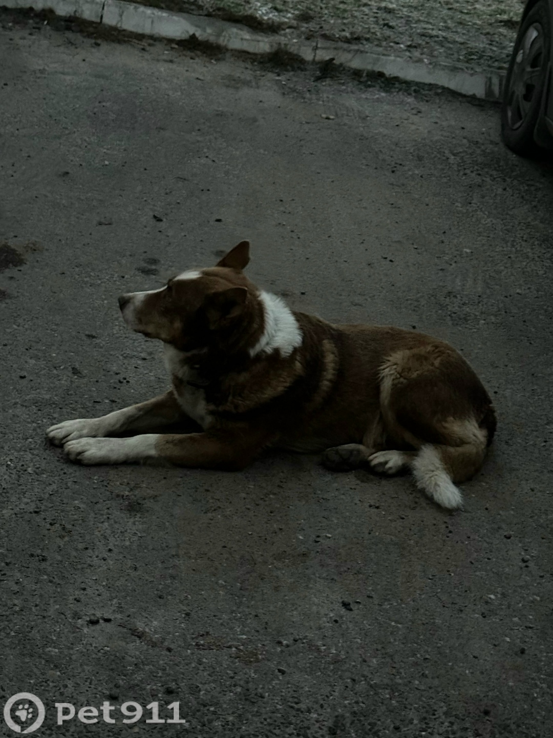 Найдена собака в Йошкар-Оле — фото объявления