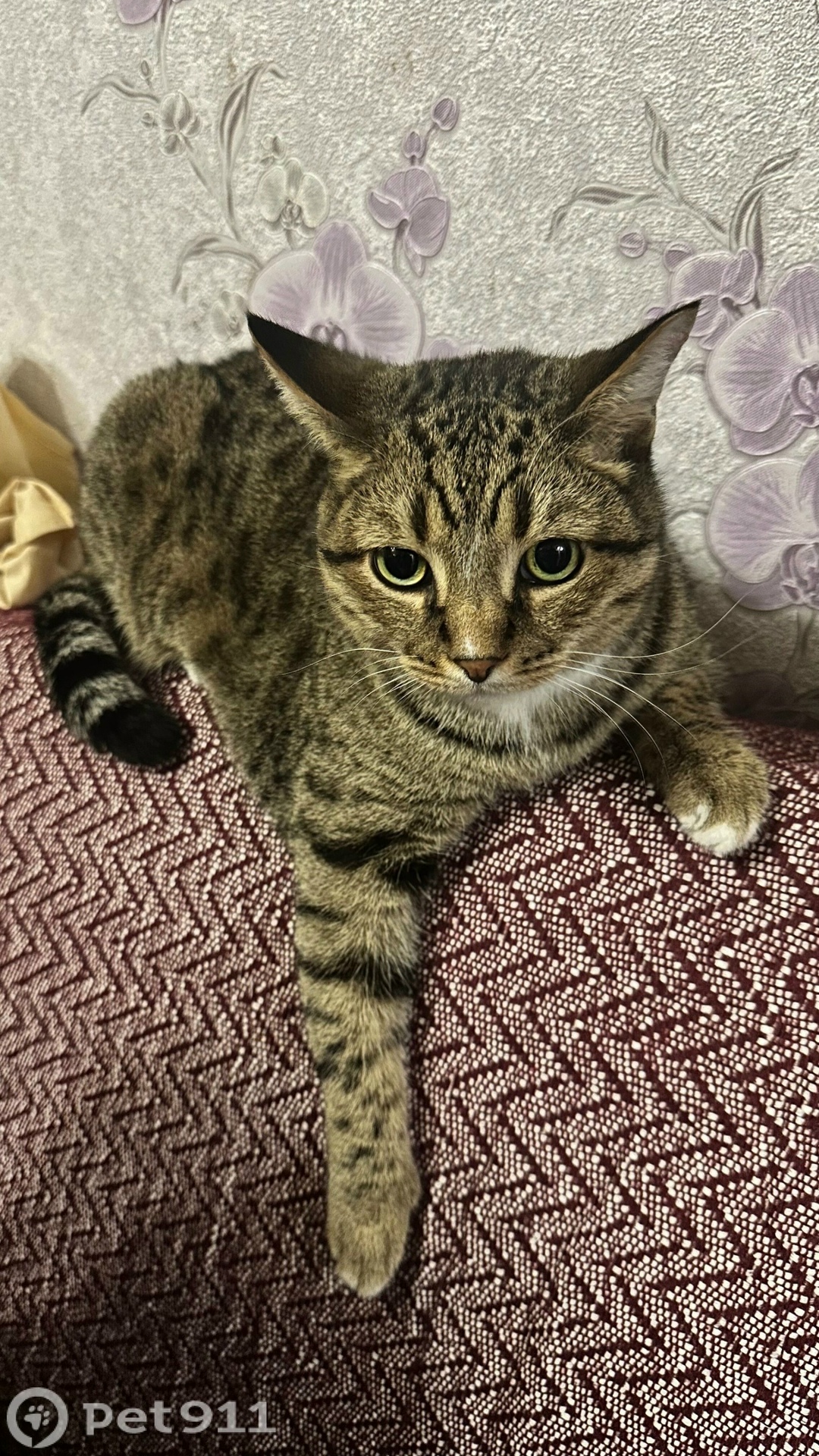 Найдена кошка в Йошкар-Оле — фото объявления