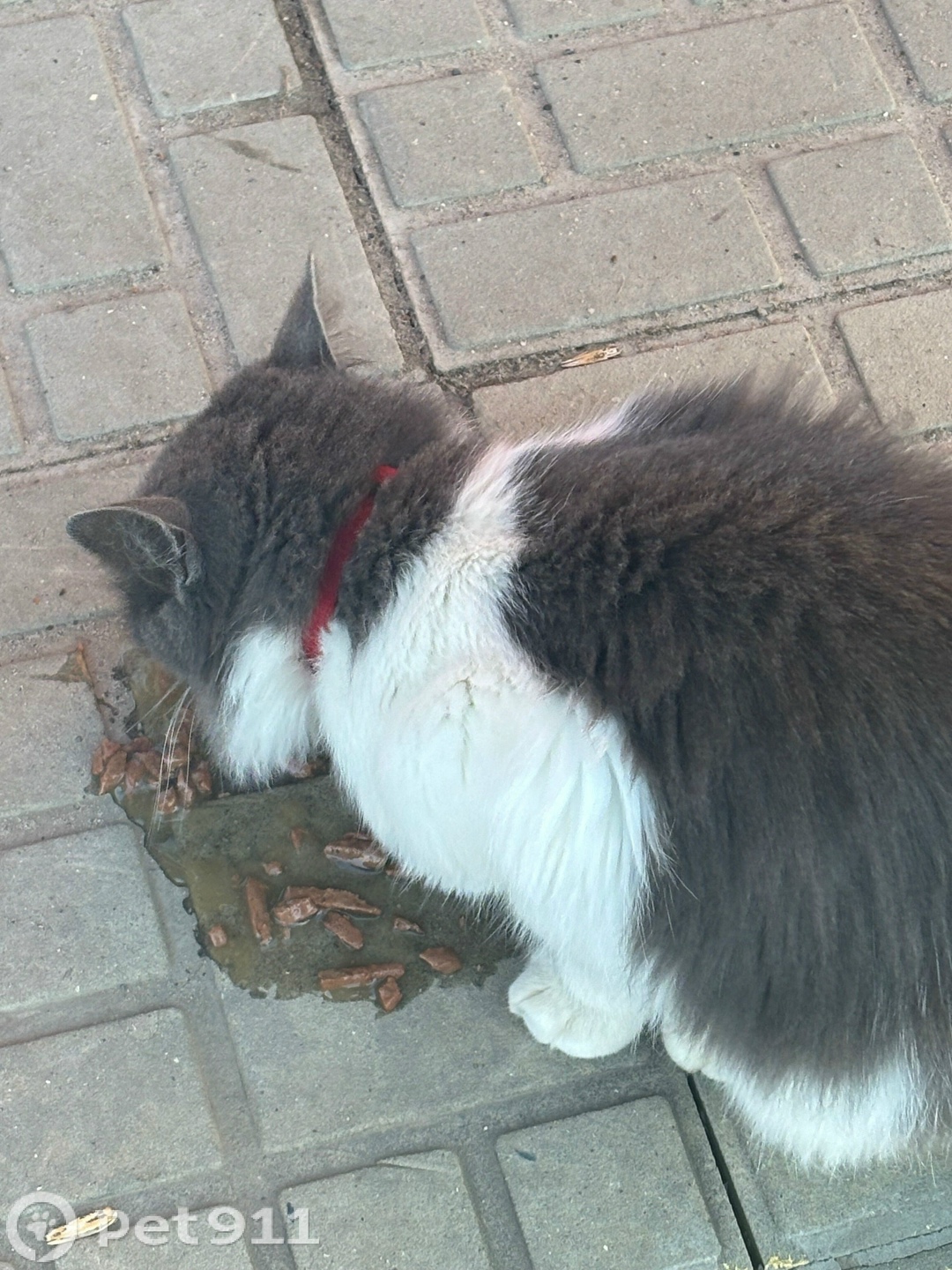 Найдена кошка в Йошкар-Оле — фото объявления