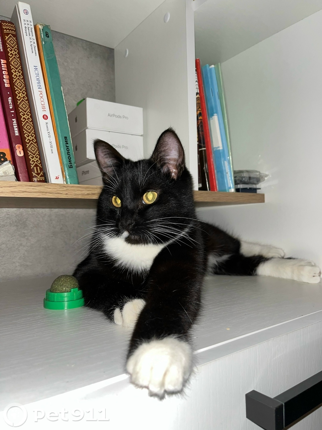 Пропала кошка в Йошкар-Оле — фото объявления