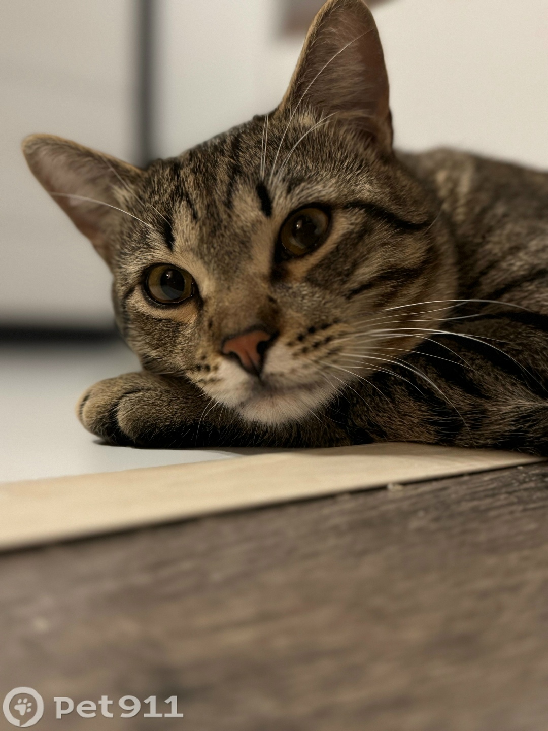 Найдена кошка в Йошкар-Оле — фото объявления