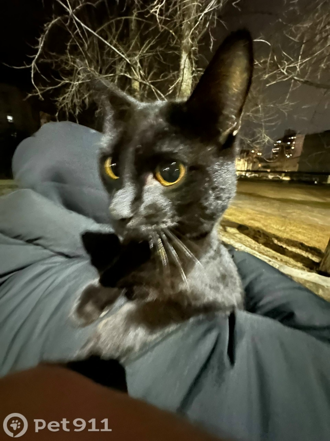 Найдена кошка в Йошкар-Оле — фото объявления