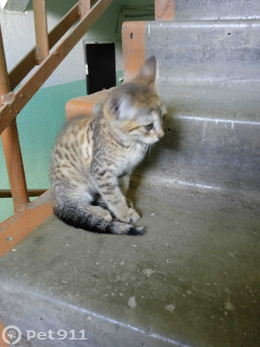 Найдена кошка в Йошкар-Оле — фото объявления