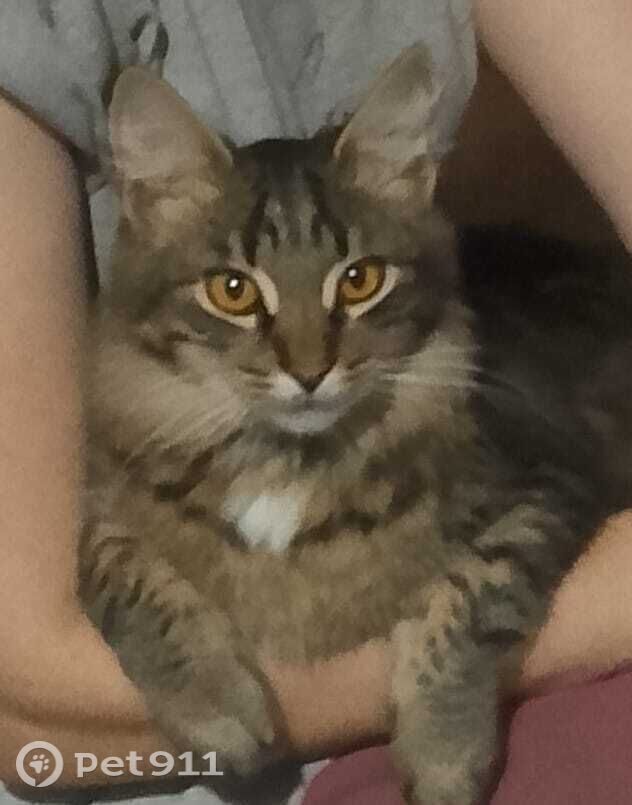 Пропала кошка в Йошкар-Оле — фото объявления