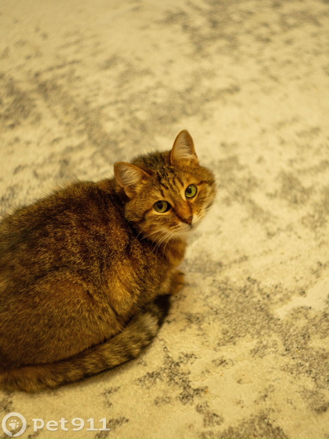 Пропала кошка в Йошкар-Оле — фото объявления