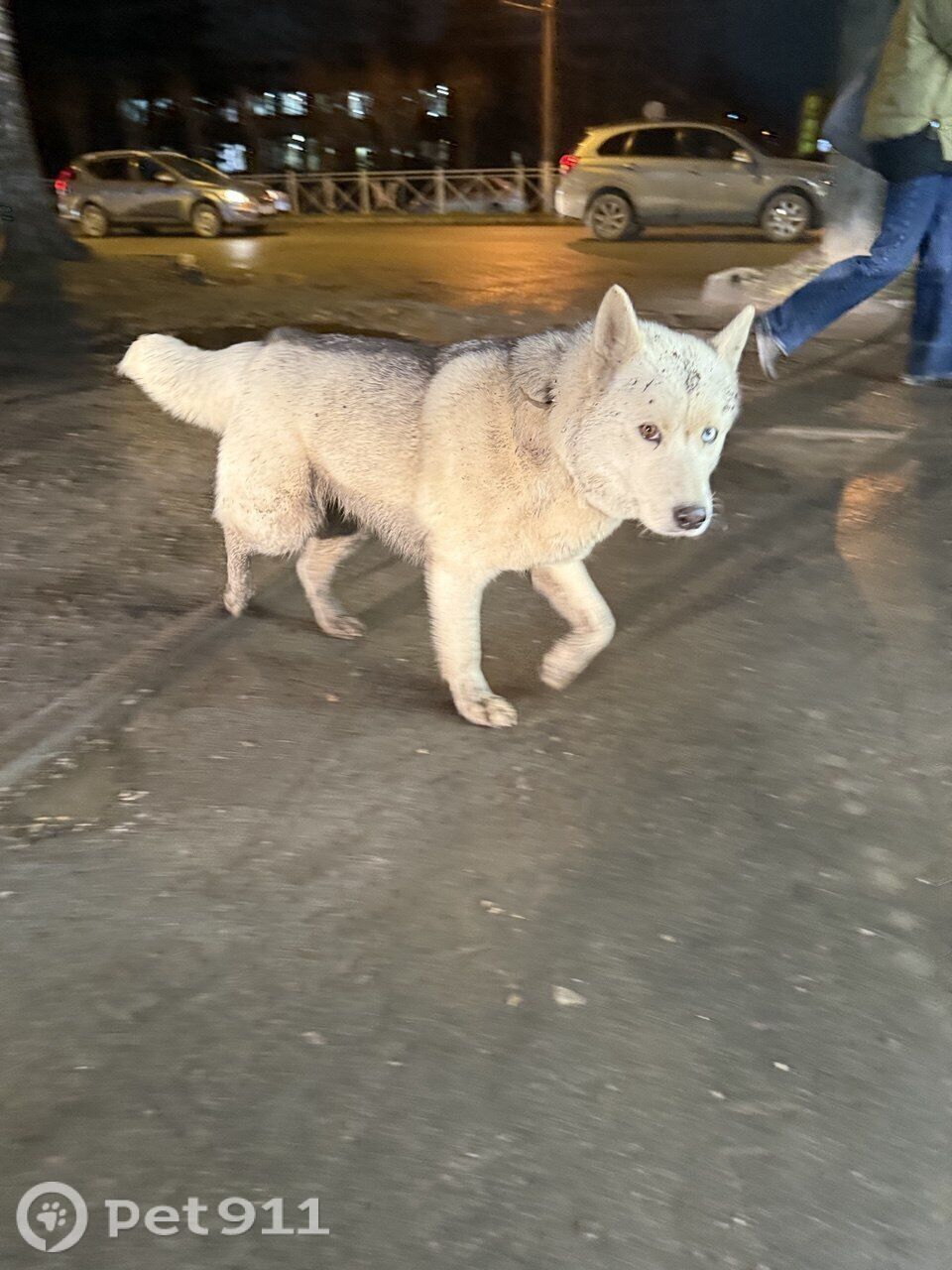Найдена собака в Йошкар-Оле — фото объявления