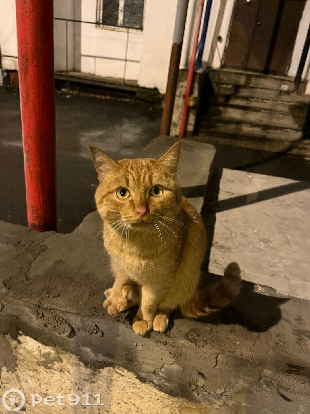 Найдена кошка в Йошкар-Оле — фото объявления