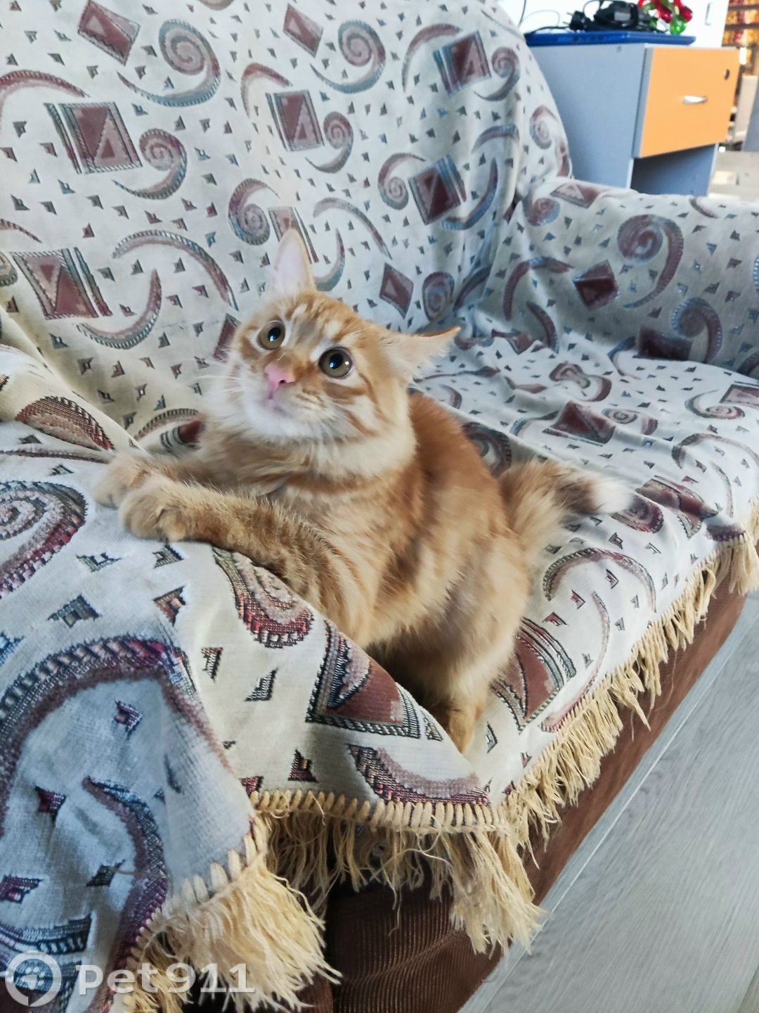 Пропала кошка в Йошкар-Оле — фото объявления