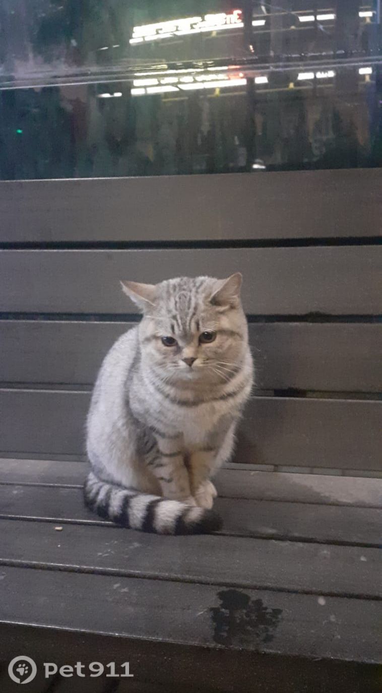 Найдена кошка в Йошкар-Оле — фото объявления