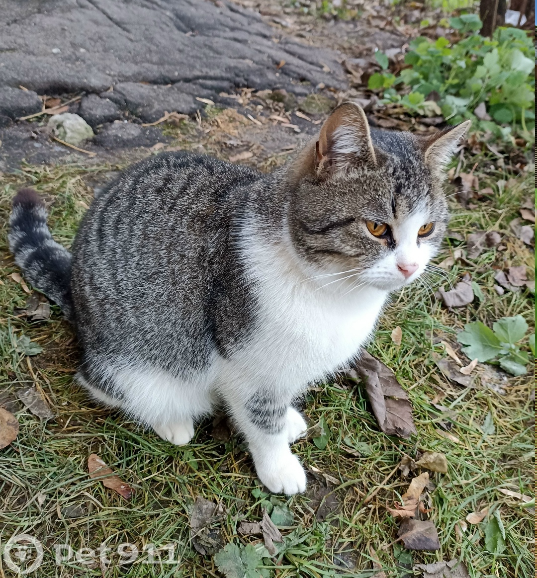 Найдена кошка в Йошкар-Оле — фото объявления