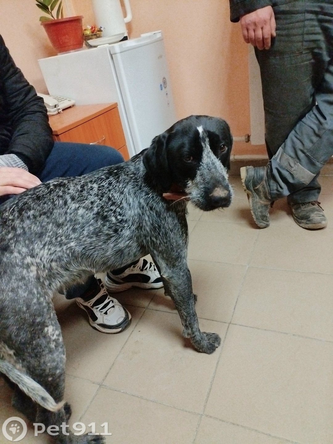 Найдена собака в Йошкар-Оле — фото объявления