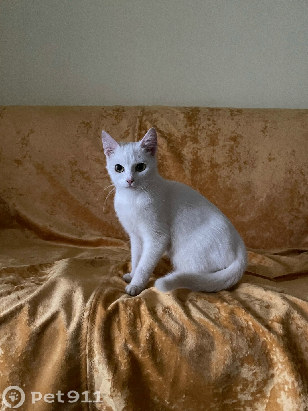 Найдена кошка в Йошкар-Оле — фото объявления