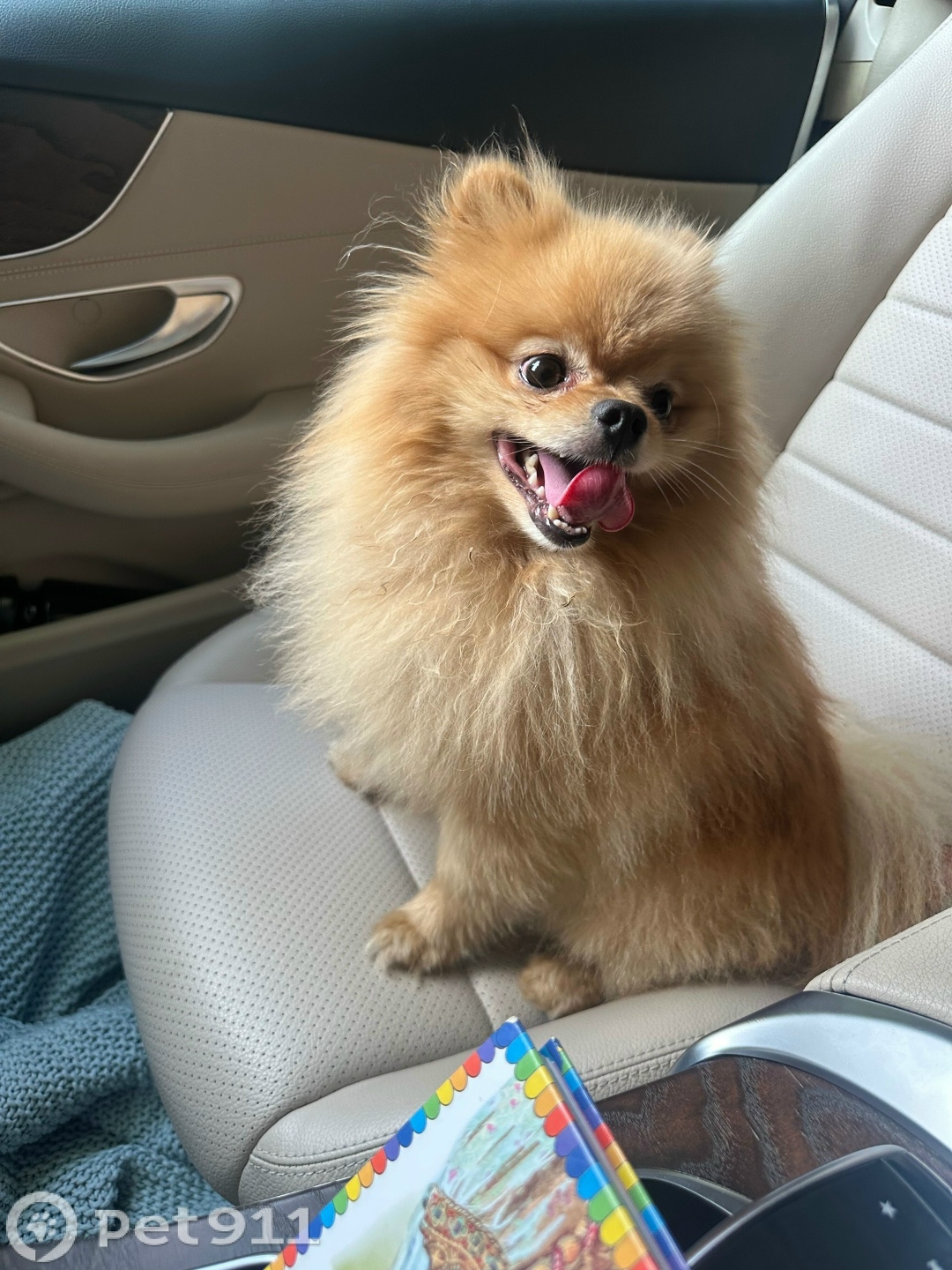 Найдена собака в Йошкар-Оле — фото объявления