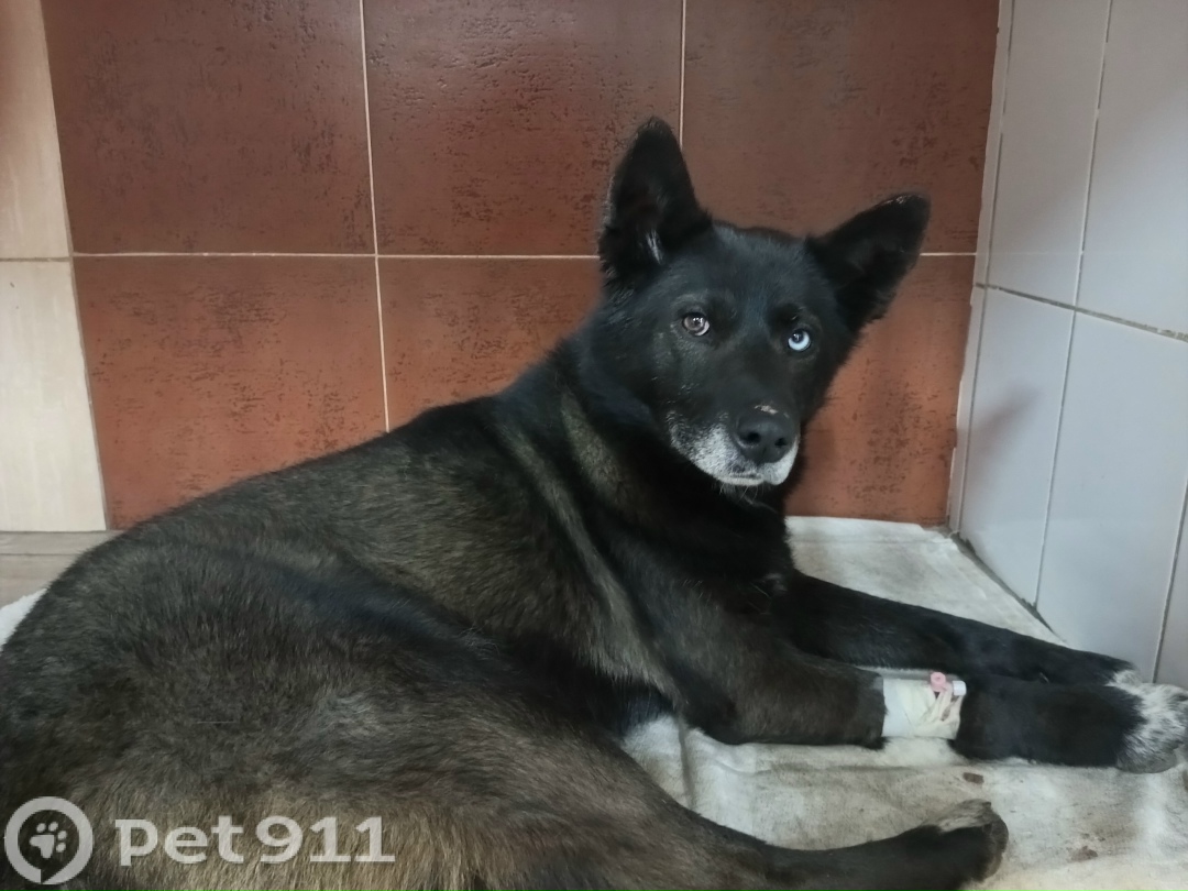 Найдена собака в Йошкар-Оле — фото объявления