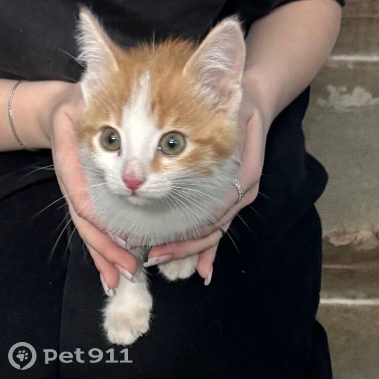 Найдена кошка в Йошкар-Оле — фото объявления