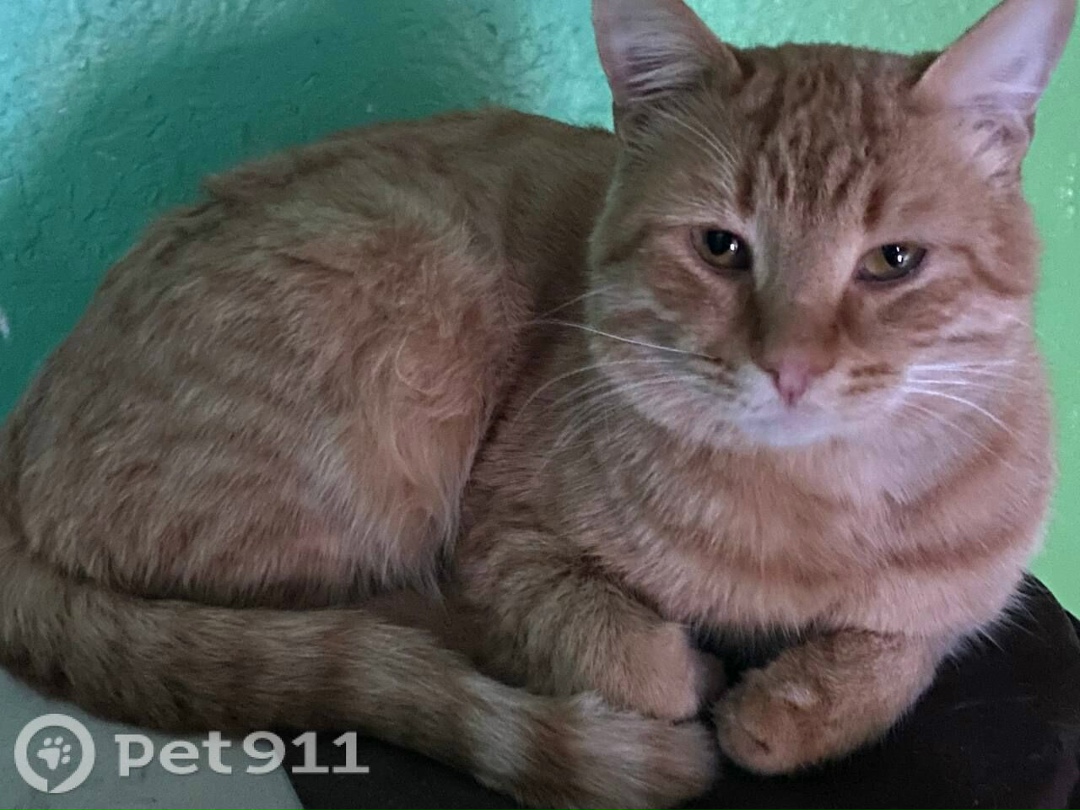 Найдена кошка в Йошкар-Оле — фото объявления