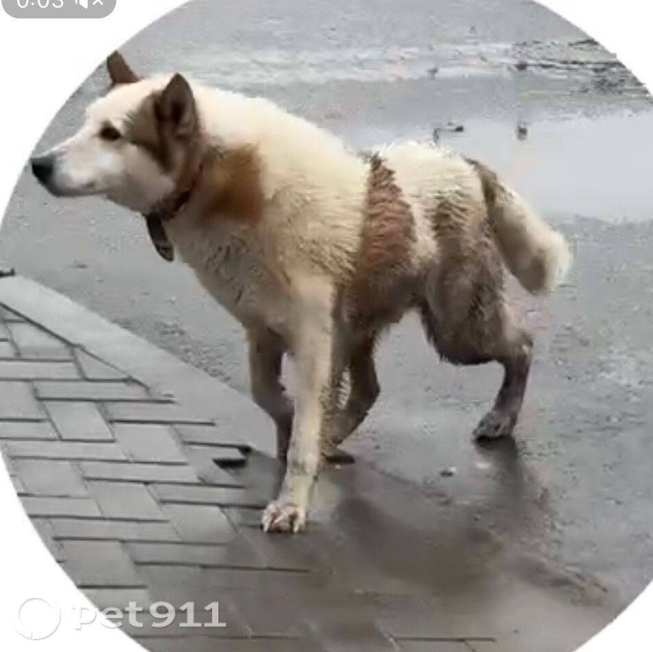 Пропала собака в Йошкар-Оле — фото объявления