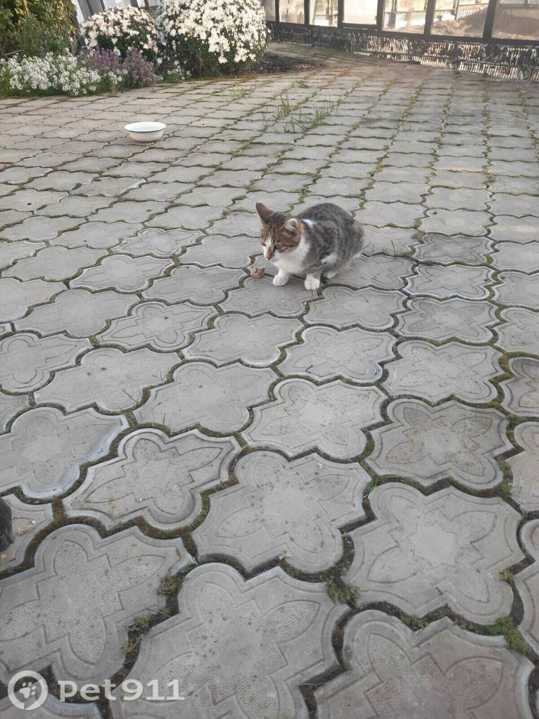 Пропала кошка в Йошкар-Оле — фото объявления