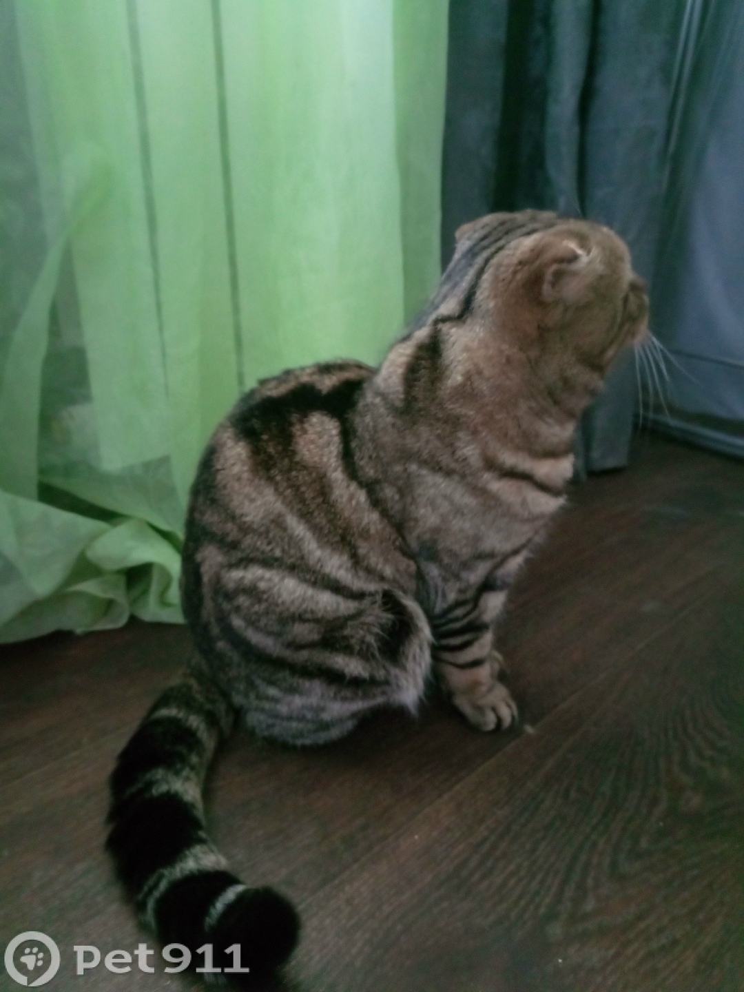 Найдена кошка в Йошкар-Оле — фото объявления