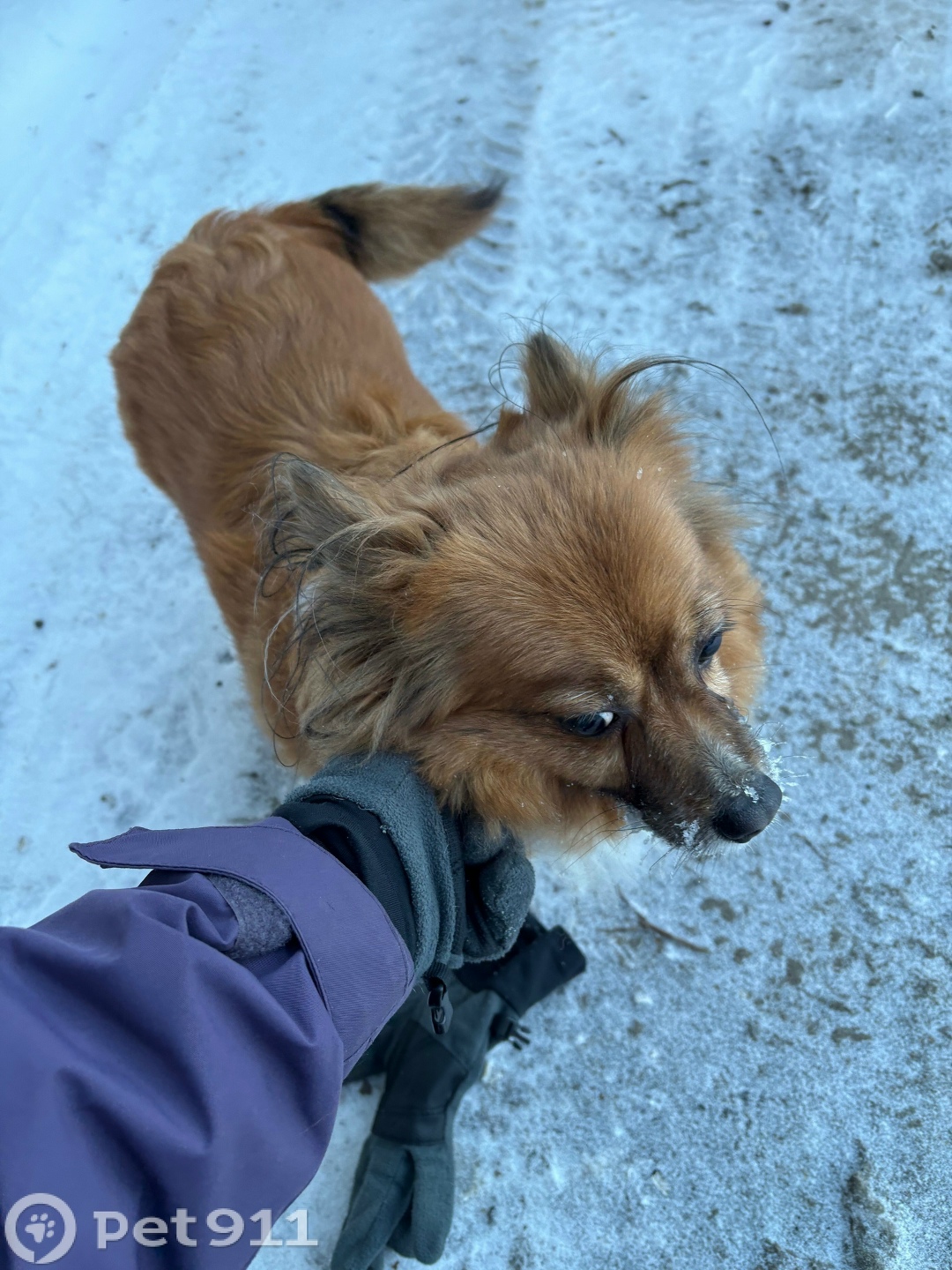 Найдена собака в Йошкар-Оле — фото объявления