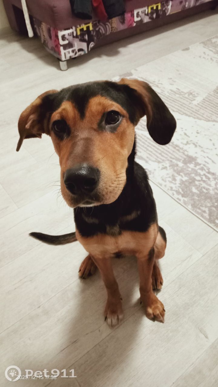 Найдена собака в Йошкар-Оле — фото объявления