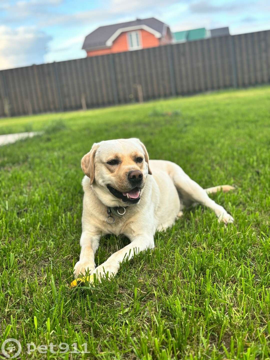 Пропала собака в Йошкар-Оле — фото объявления